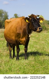 cow