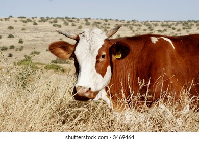 cow