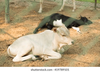 cow