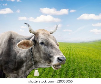 Cow 