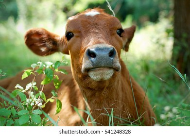cow