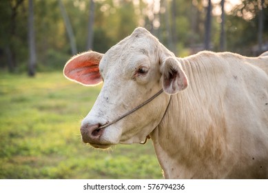 pitbull vs cow