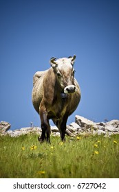 Cow