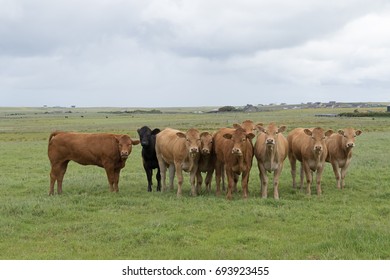 Cow and I