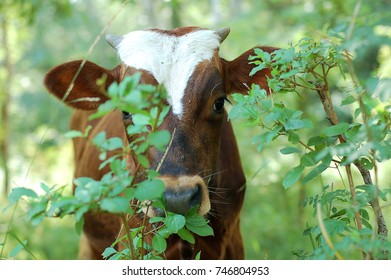 cow