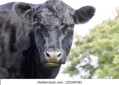 Cow, Aberdeen Angus Breed