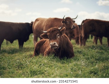 Cow, agriculture and farm landscape with grass, field of green and calm countryside nature. Cattle, sustainable farming and animals for beef industry, meat or cows on pasture, meadow or environment