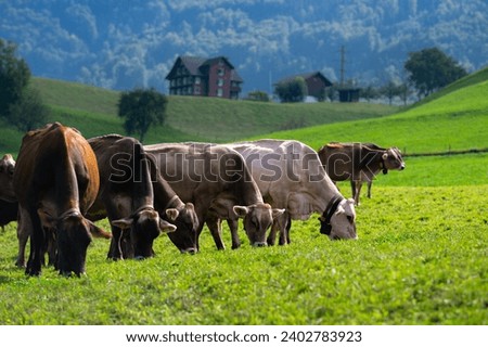 Cow in alpine meadow. Beefmaster cattle in green field. Cow in meadow. Pasture for cattle. Cow in the countryside. Cows graze on summer meadow. Rural landscapes with cows. Cows in a pasture.