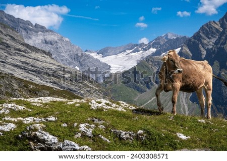 Cow in the Alps of Canton Uri, Switzerland Imagine de stoc © 