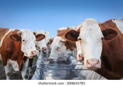 Cow animal drinking water on farm