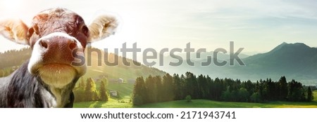 Cow in apen landscape in austria