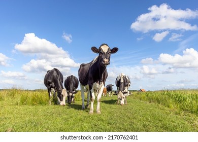 Cow approaching and cows in a field grazing, frisian holstein, standing in a pasture, a happy group, a blue sky and horizon over land