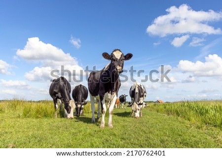 Cow approaching and cows in a field grazing, frisian holstein, standing in a pasture, a happy group, a blue sky and horizon over land