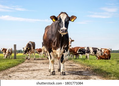 Cow approaching, walking on a path in a pasture under a blue sky and a herd of cows as background and a faraway straight horizon