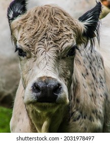 Cow In Ashdown Forest, East Sussex