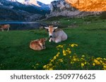 Cow of the Asturian mountain breed sits