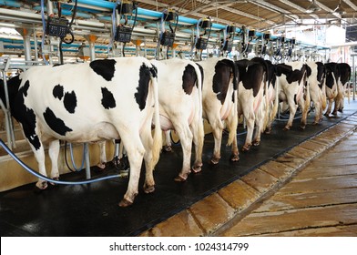 Cow automation farming modernism agriculture production