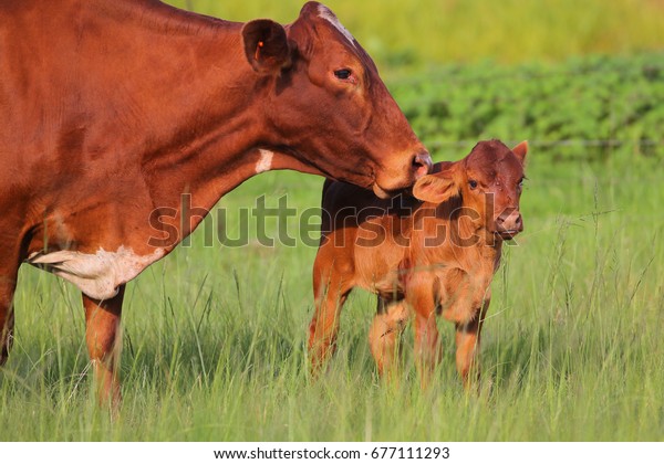 Vache Avec Bebe Veau Dans Un Photo De Stock Modifiable