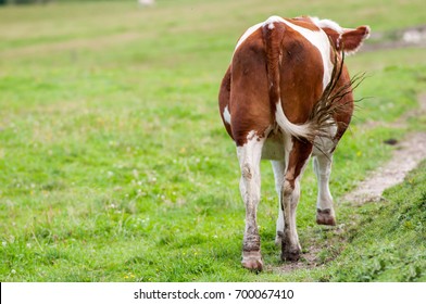 Cow Back View Stock Photo 700067410 | Shutterstock