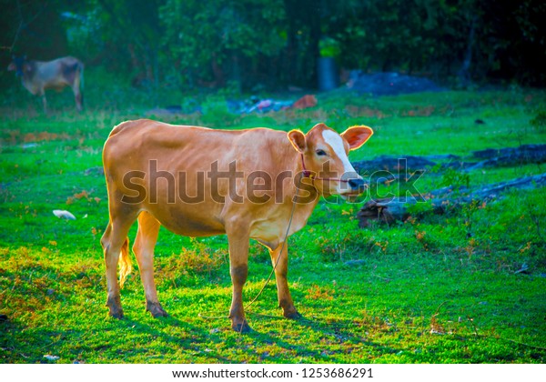 Cow in Bangkok, Thailand. Thailand is known as a\
country with a smile.