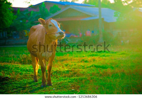 Cow in Bangkok, Thailand. Thailand is known as a
country with a smile.