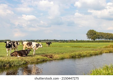 Cow at the bank of a creek, landscape of the netherlands, flat land and water a horizon and blue sky with white clouds. - Shutterstock ID 2150447275