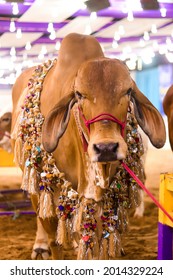 A Cow To Be Slaughtered For Qurbani During The Days Of Eid-ul-adha