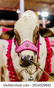 A Cow To Be Slaughtered For Qurbani During The Days Of Eid-ul-adha