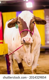 A Cow To Be Slaughtered For Qurbani During The Days Of Eid-ul-adha