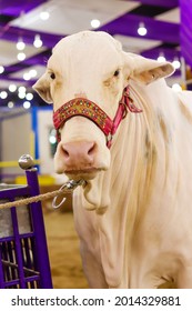 A Cow To Be Slaughtered For Qurbani During The Days Of Eid-ul-adha