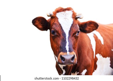 cow with beautiful eyes isolated on white background, production and agriculture