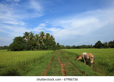 A cow in a beautiful Indian village landscape