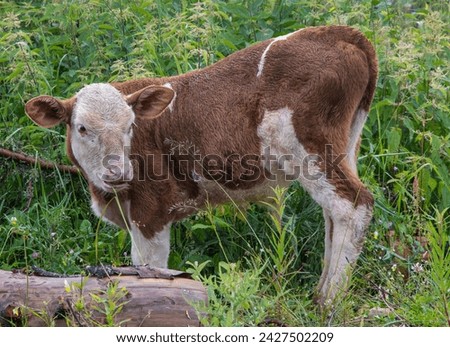 Cow in the beautiful nature of Rugova canyon in Kosovo