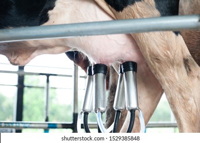 Cow Being Milked And Mechanized Milking Equipment.