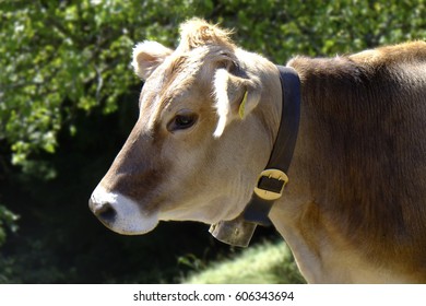 Cow With Bell, Switzerland