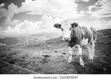 cow black white in the alps with clouds perfect weather