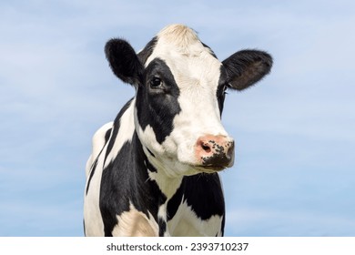 Cow black and white, milker cattle, pink nose, in front of  a blue sky