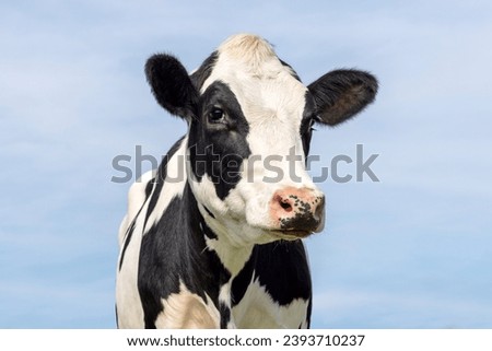 Cow black and white, milker cattle, pink nose, in front of  a blue sky