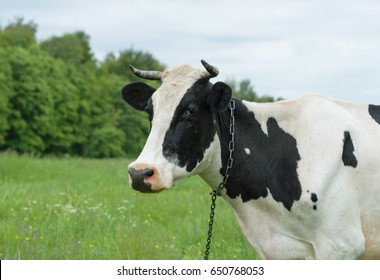 Cow Black And White Suit Grazing On Green Meadow And Eat Grass