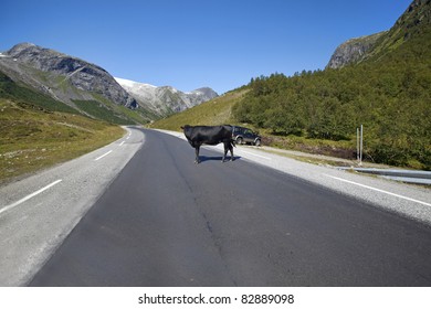 Cow Blocking Traffic