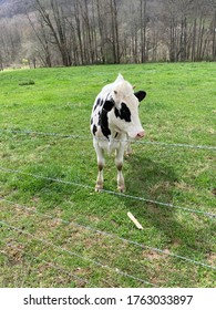 A Cow In Boone, NC