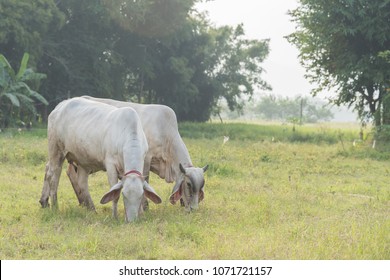 florida brahman association field day clipart