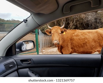 Cow Brown Car Window, Farm Head Horns In Ioannina Greece