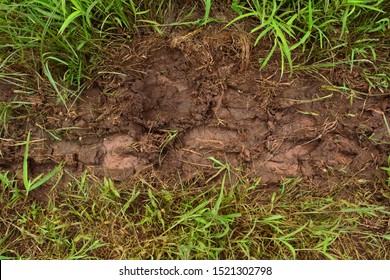 Cow Bull Buffalo Hoof Claws Footprint In Mud And Grass