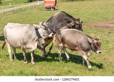 bull sex farm