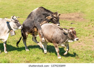 Cow Sex 图片 库存照片和矢量图 Shutterstock