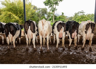 Cow buttocks in a row, butts with udders of a herd of cows side by side