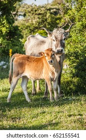 Cow And Calf Cuddles, Love, Mother And Son