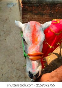 A cow calf during a Hindu rituals