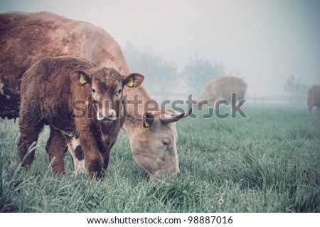 The cow and calf in a field
